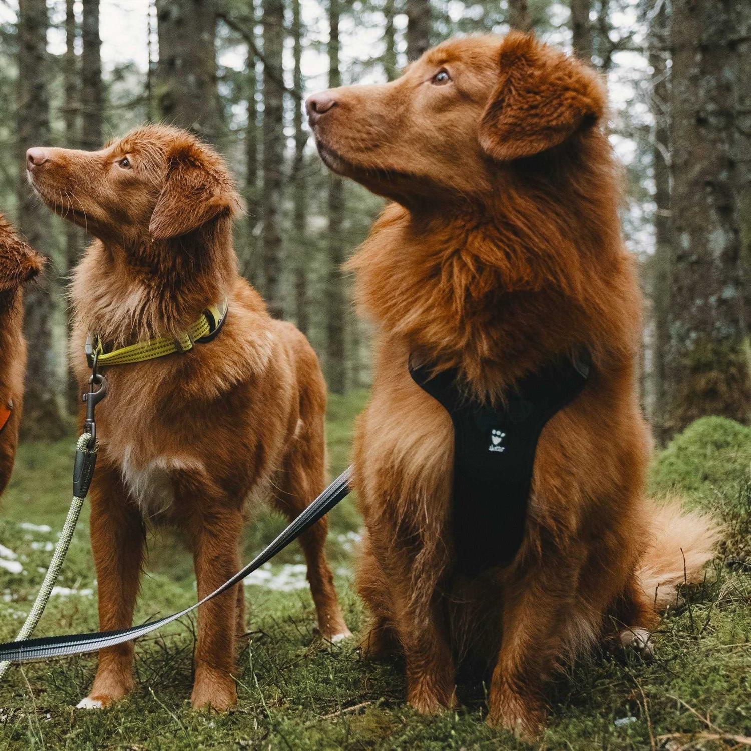 Alternative view of Hurtta Weekend Warrior Dog Harness
