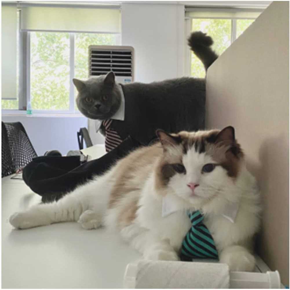 Alternative view of 4 Pieces Pets Dog Cat Bowtie Pet Costume Adjustable Formal Necktie Collar for Cats Small Dogs Puppy Grooming Accessories