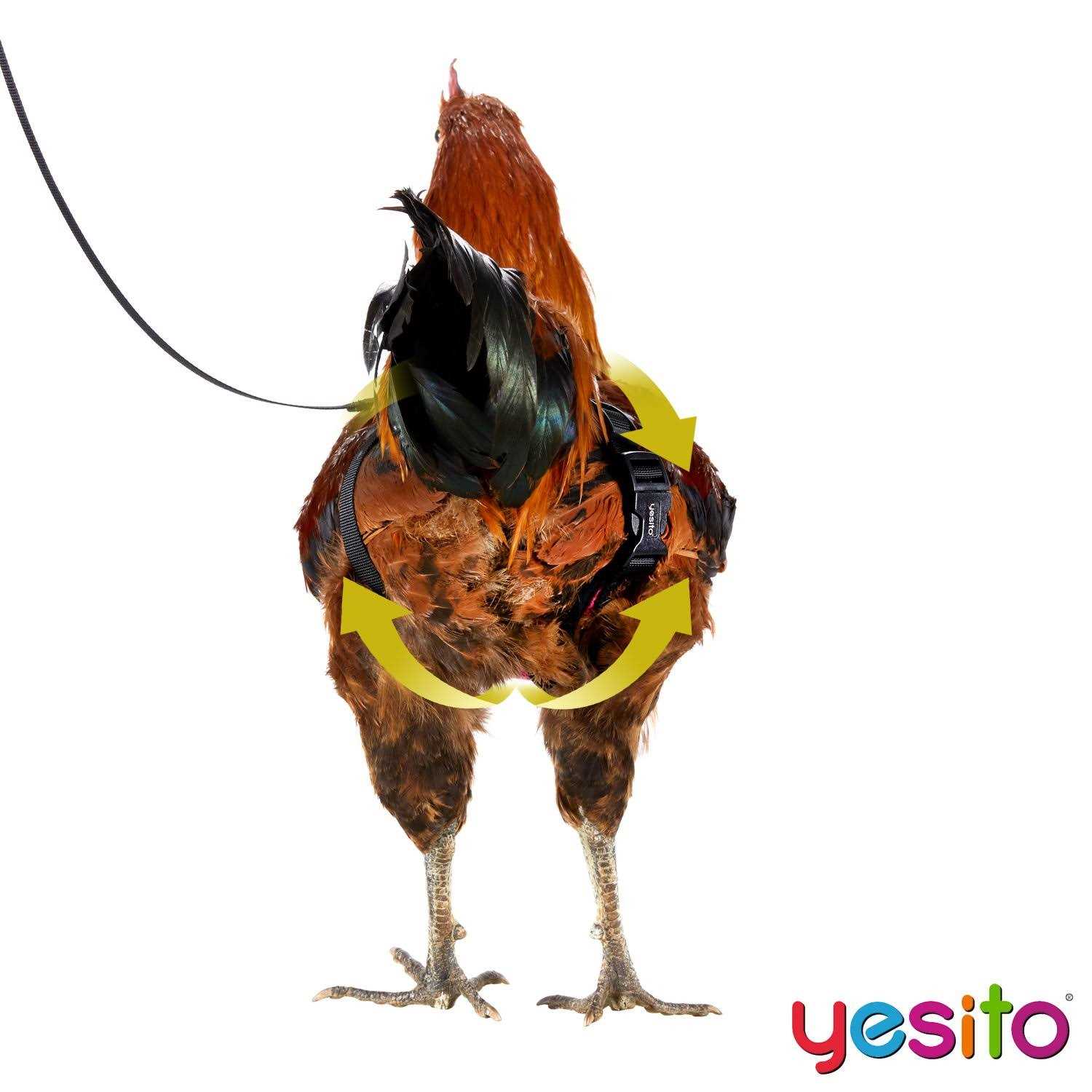 Alternative view of Yesito Chicken Harness Hen Size with 6ft Matching Leash