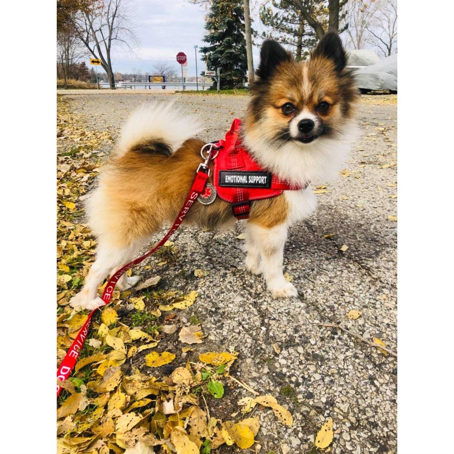 Alternative view of voopet Service Dog Harness,Emotional Support Pet Vest Harness,Reflective Breathable and Adjustable No-Pull ESA Dog Harness