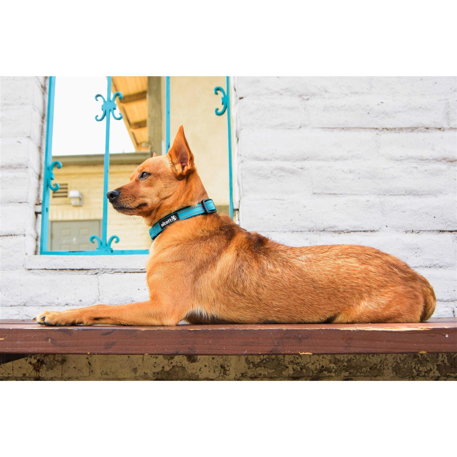 Alternative view of Alcott Adventure Dog Collar