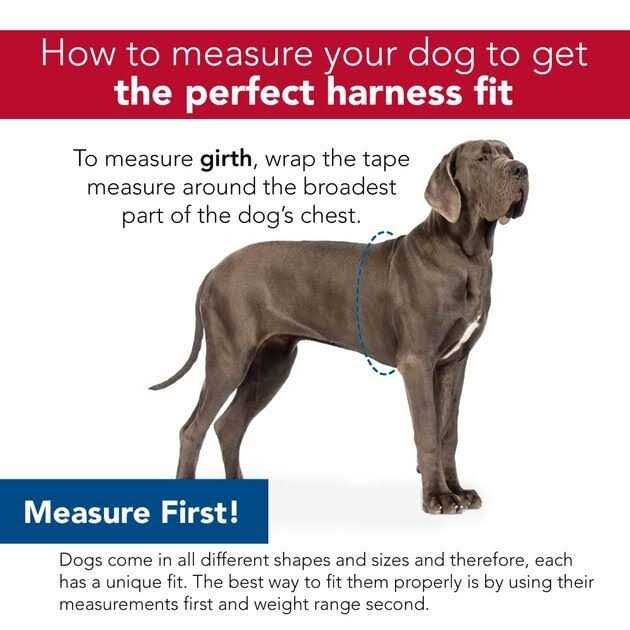 Alternative view of Accent Fashion Metallic Adjustable Dog Harness