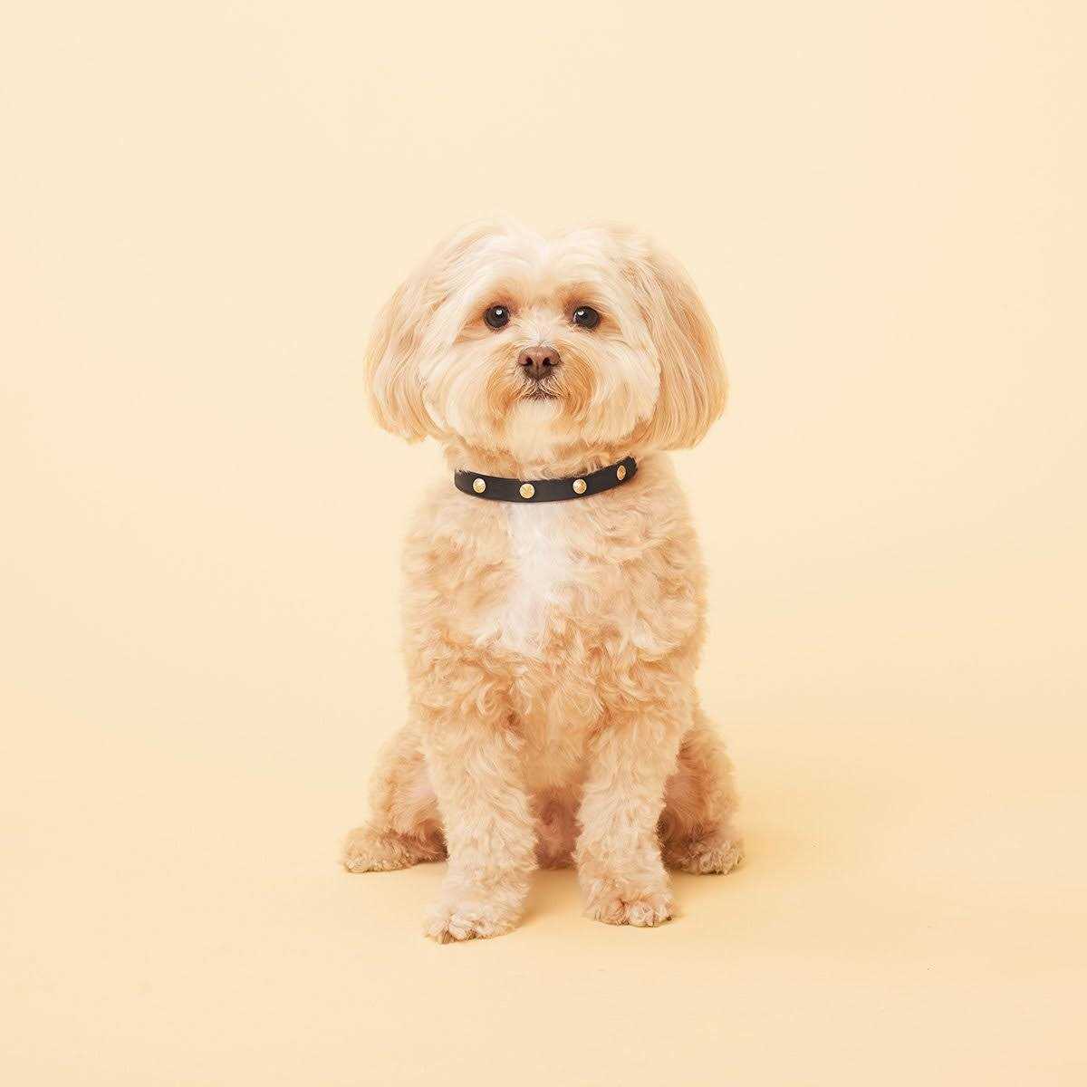 Scamper & Co Genuine Leather & Microfiber Bejeweled Circular Stud Dog Collar