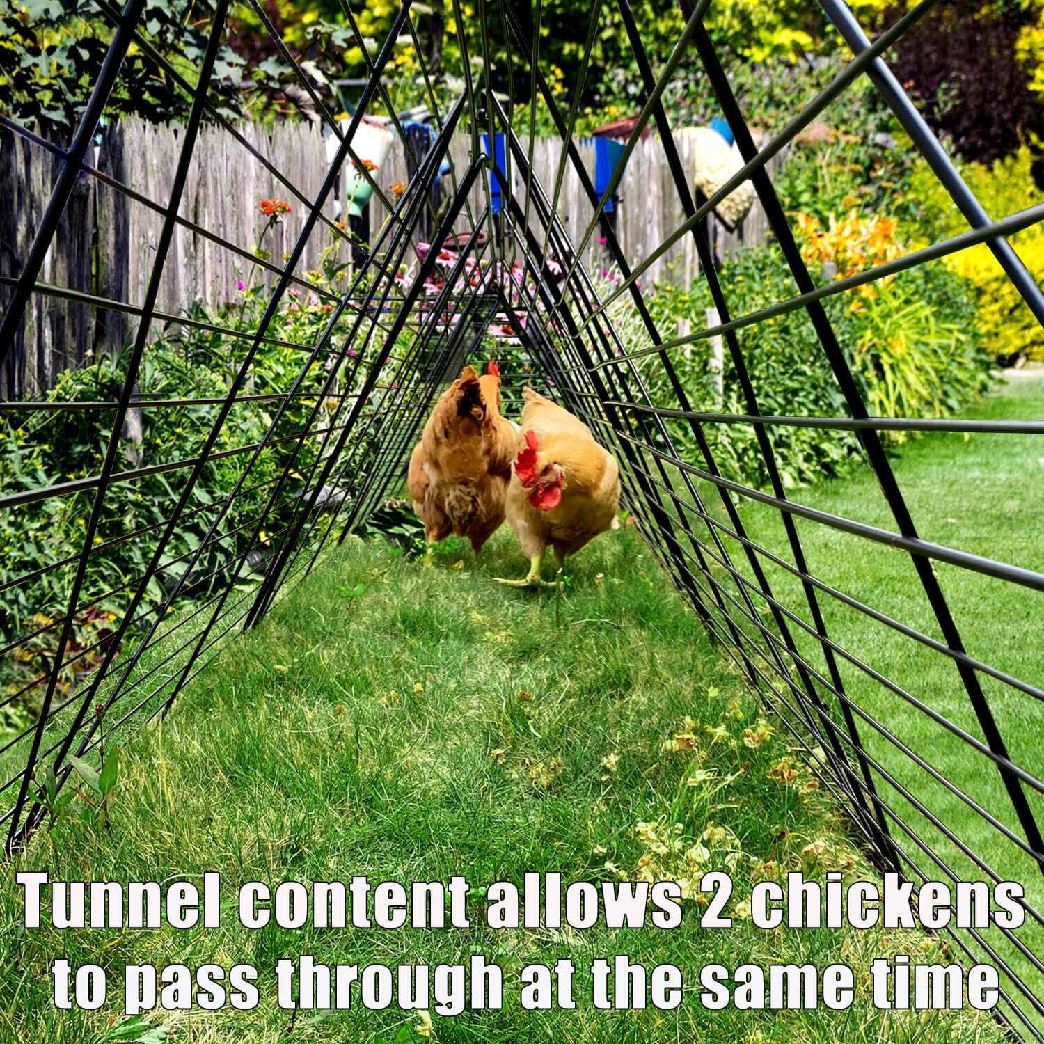 Alternative view of Chicken Tunnels for Yard Chicken Tunnels for Outside Chicken Run Coop Tunnel