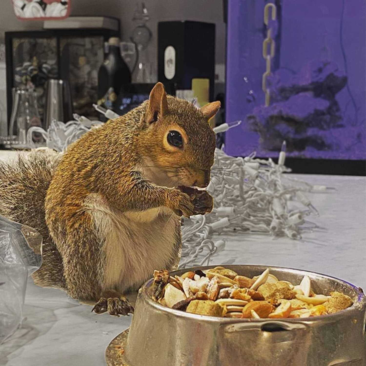 Alternative view of Exotic Nutrition Complete Squirrel Food