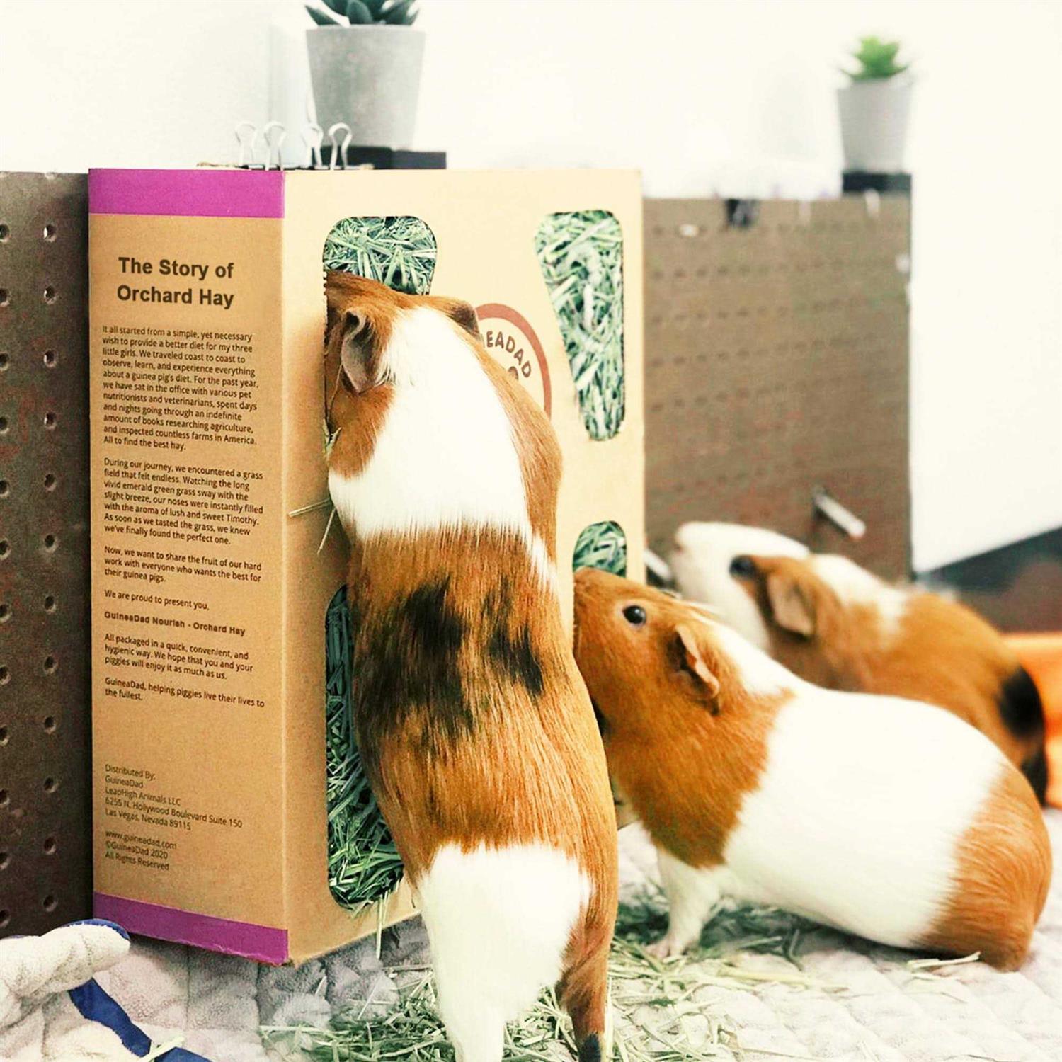 Alternative view of GuineaDad Orchard Hay for Guinea Pigs