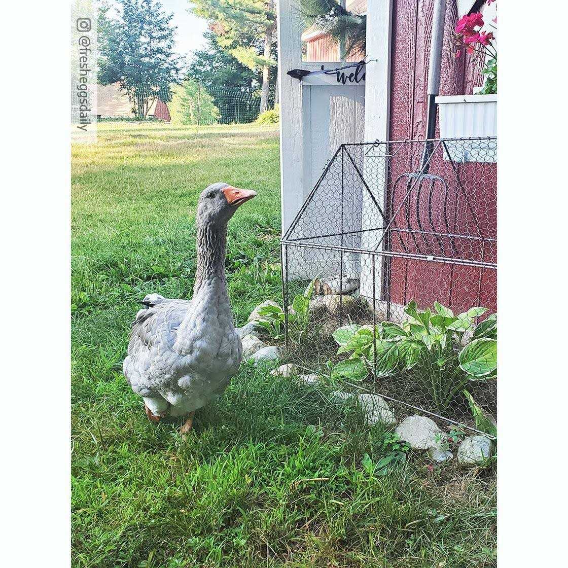 Alternative view of Chicken Wire Crop Coop