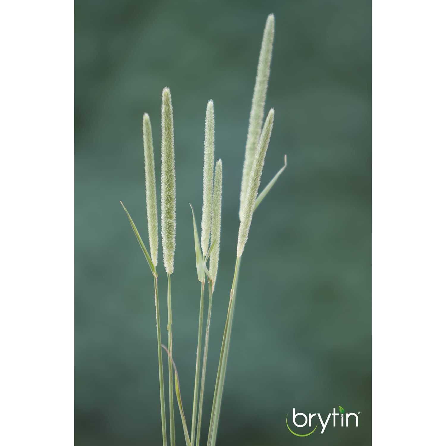 Alternative view of Brytin 1st Cutting All-Natural Western Timothy Hay Chinchilla Food