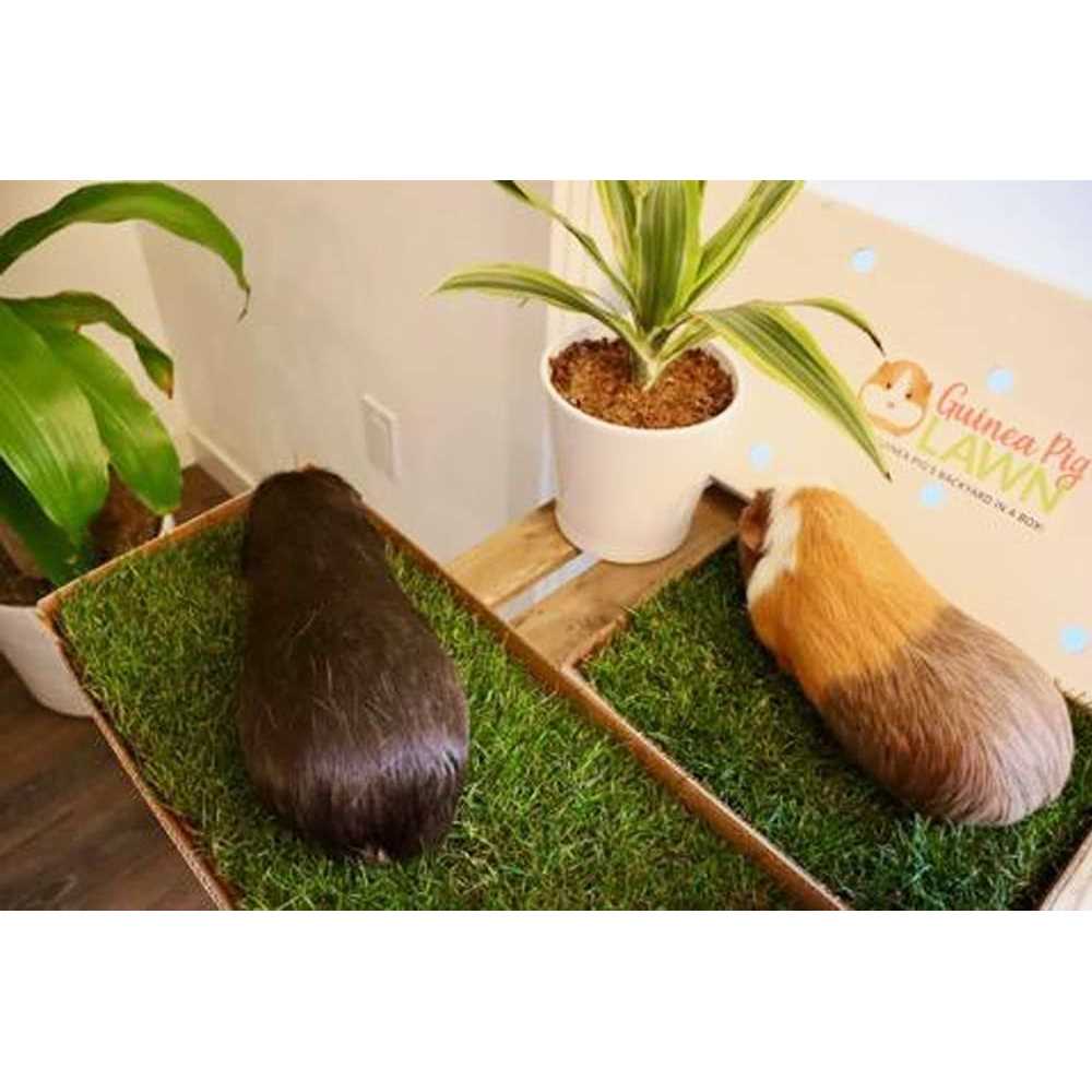 Alternative view of Guinea Pig Lawn