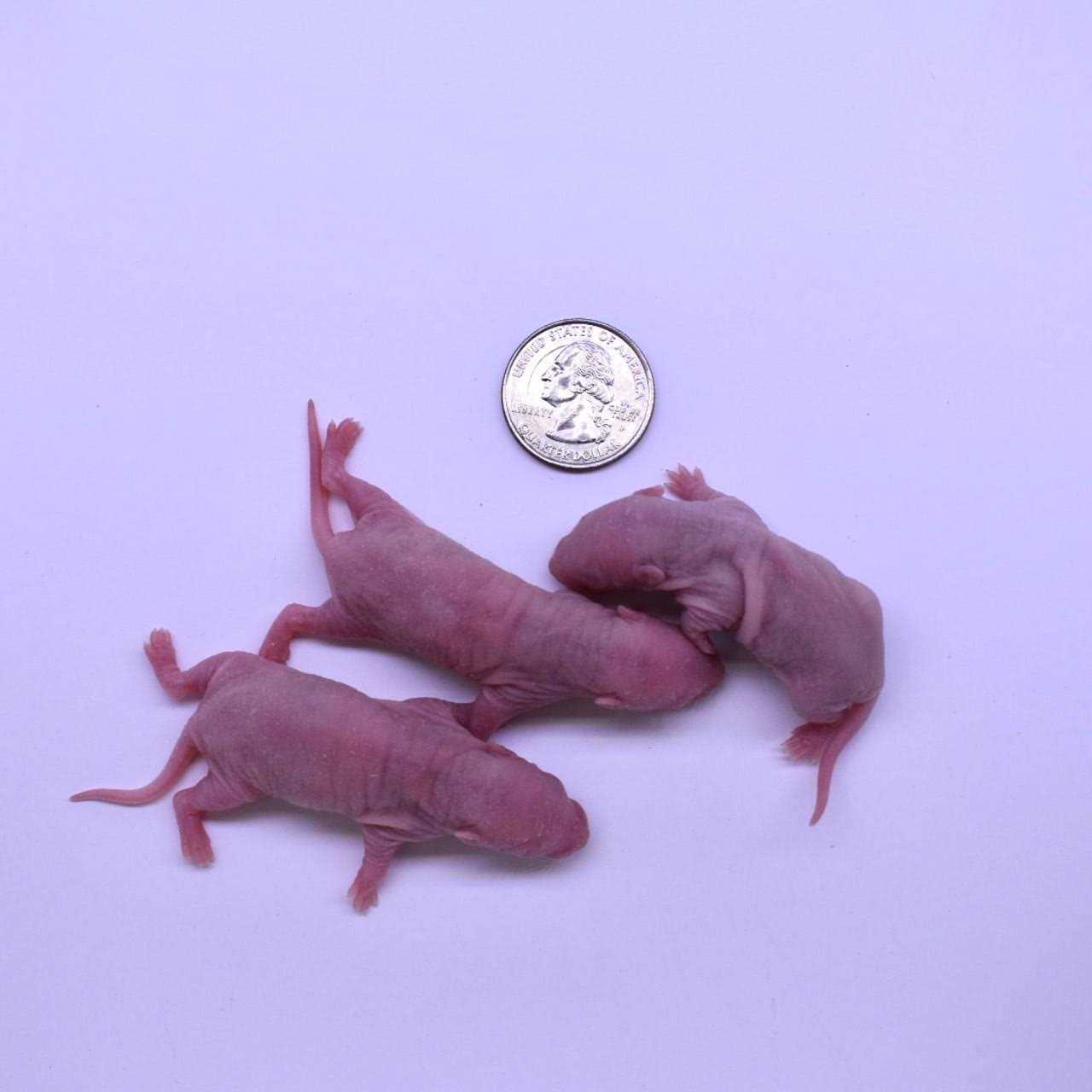 Alternative view of MiceDirect Frozen Mice Feeders Large Mice Fuzzies & Mice Hoppers Snake Food Combo Pack, 150 Count