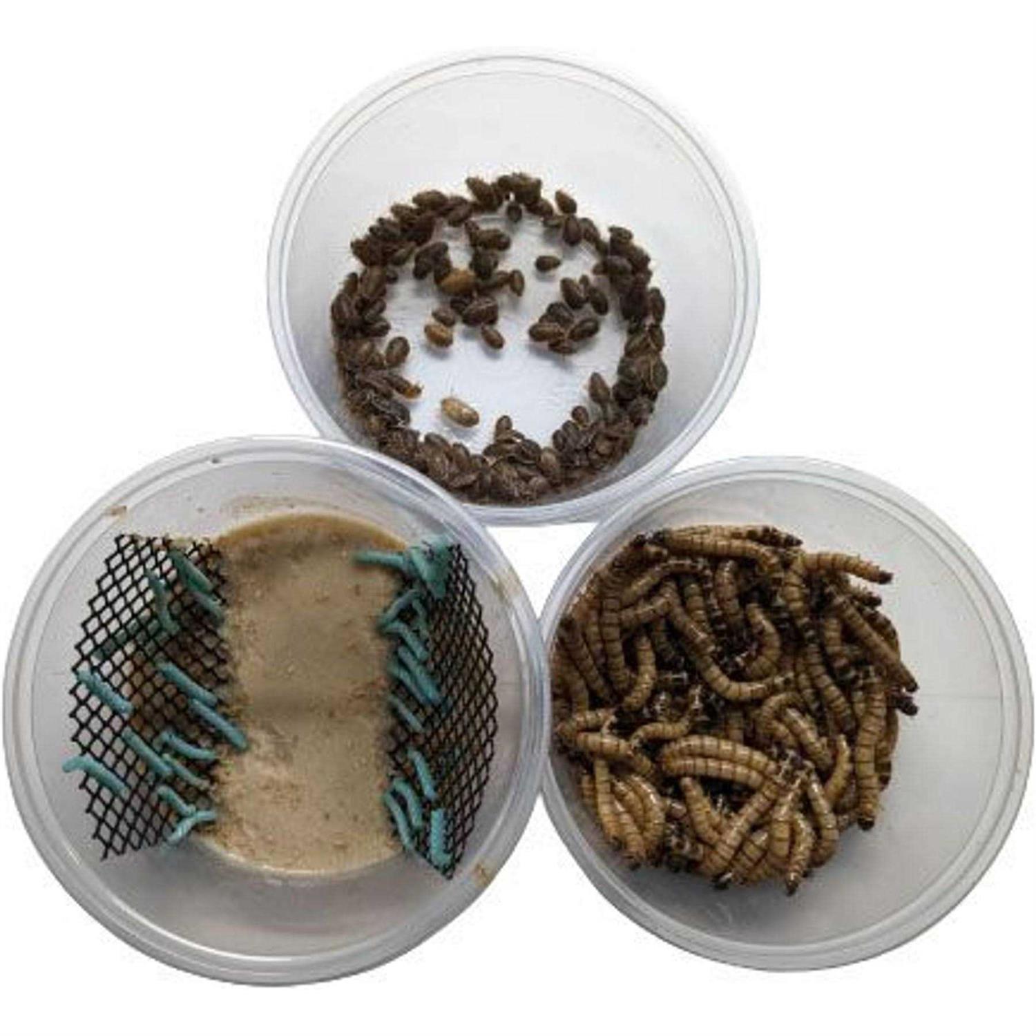 ABDragons Dubia Small Roach Hornworm & Superworm Live Feeder Combo Reptile Food