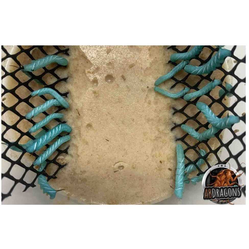Alternative view of ABDragons Dubia Small Roach Hornworm & Superworm Live Feeder Combo Reptile Food