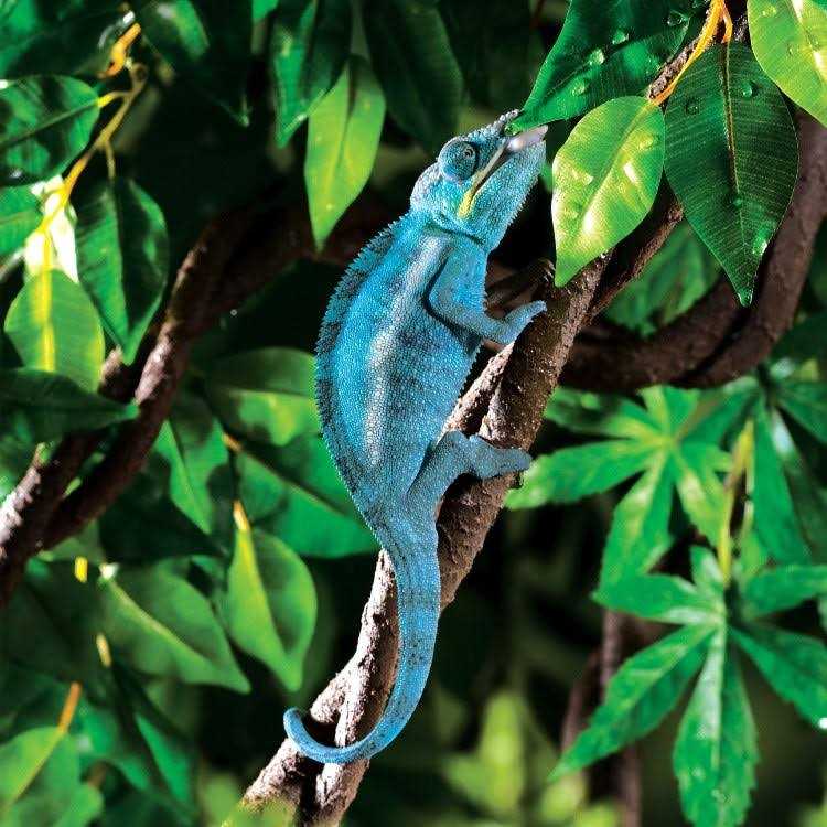 Alternative view of Exo Terra Jungle Vine