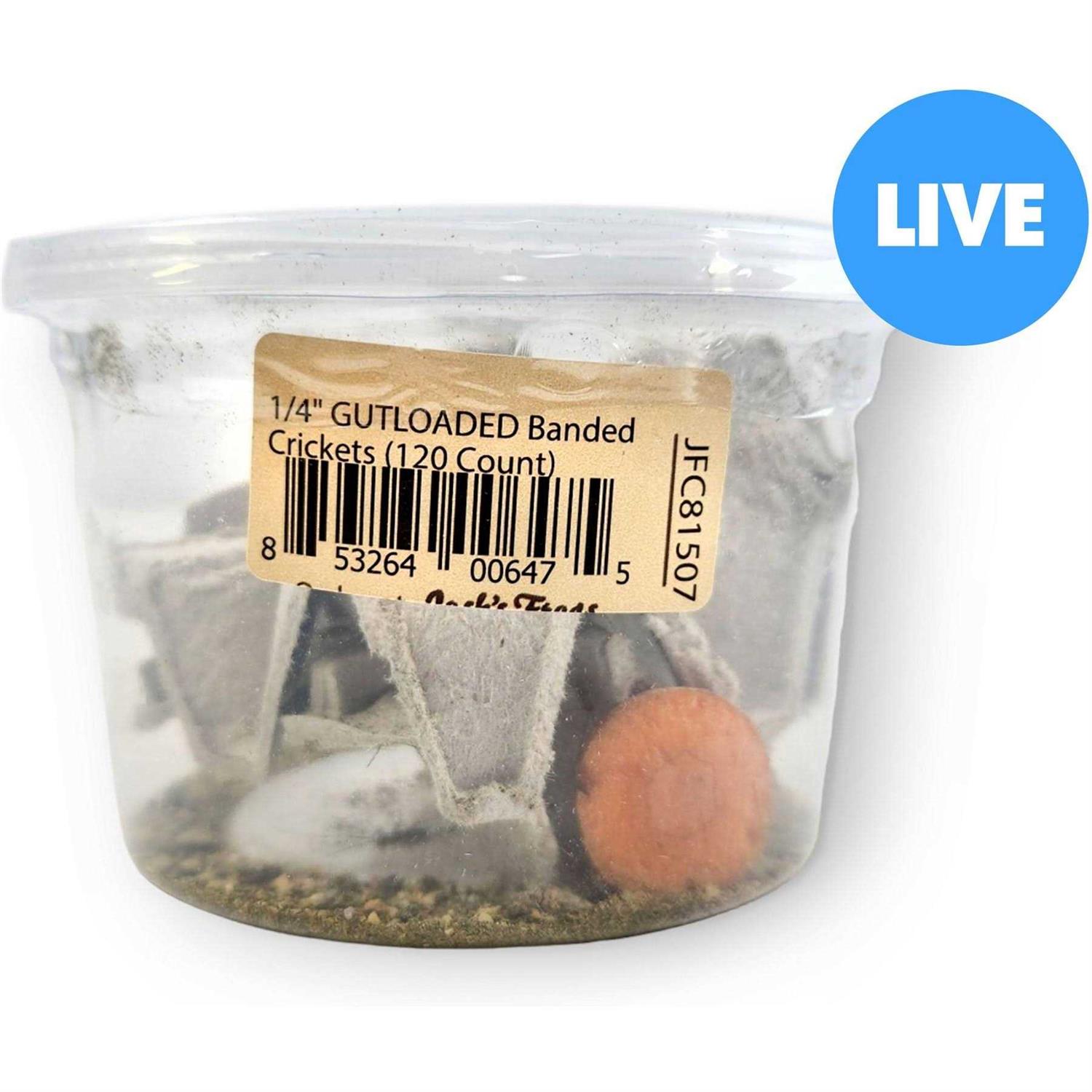 Josh's Frogs Banded Crickets Live Feed Reptile Food