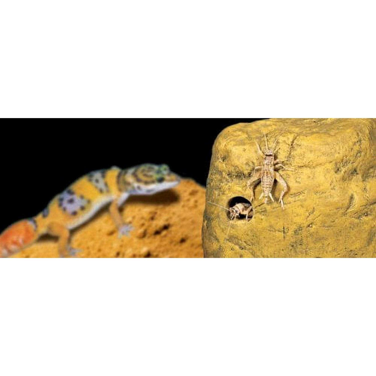 Alternative view of Exo Terra Feeding Rock Reptile Cricket Feeder