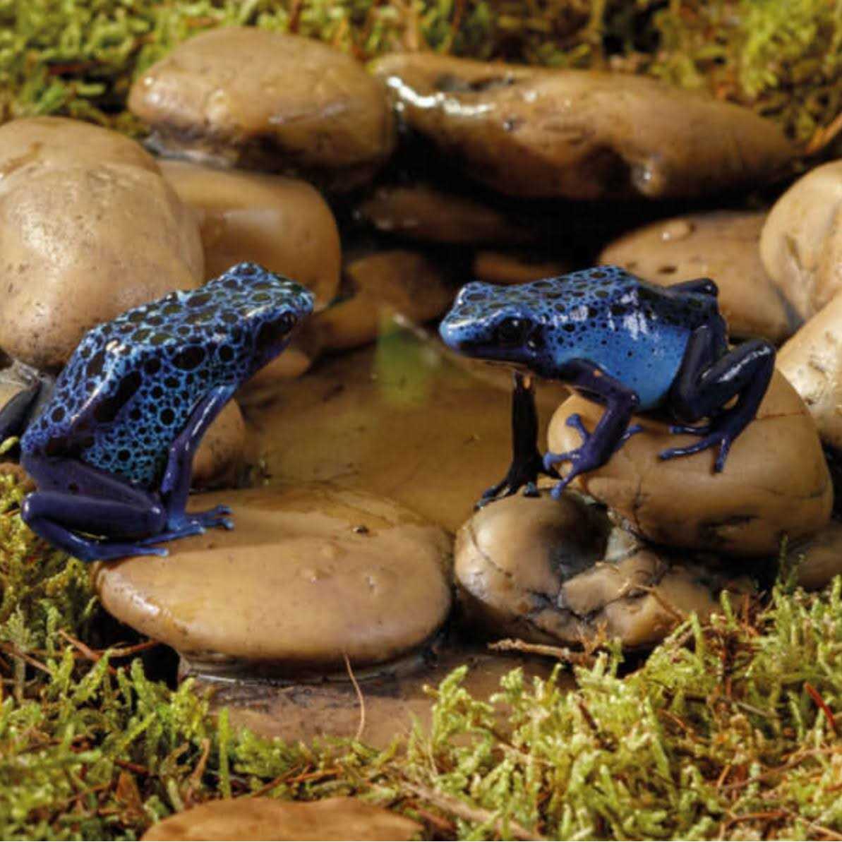 Alternative view of Exo Terra Frog Pond
