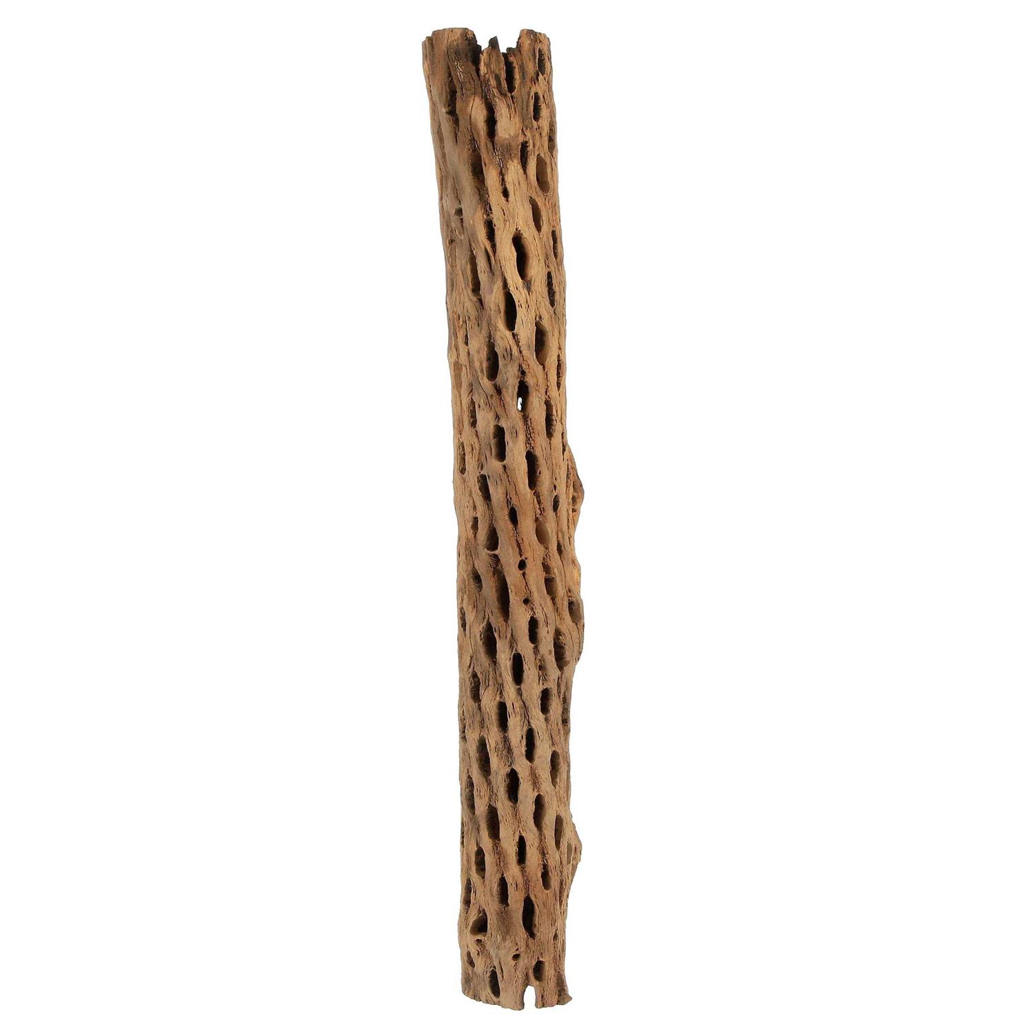 Alternative view of Galapagos Cholla Wood