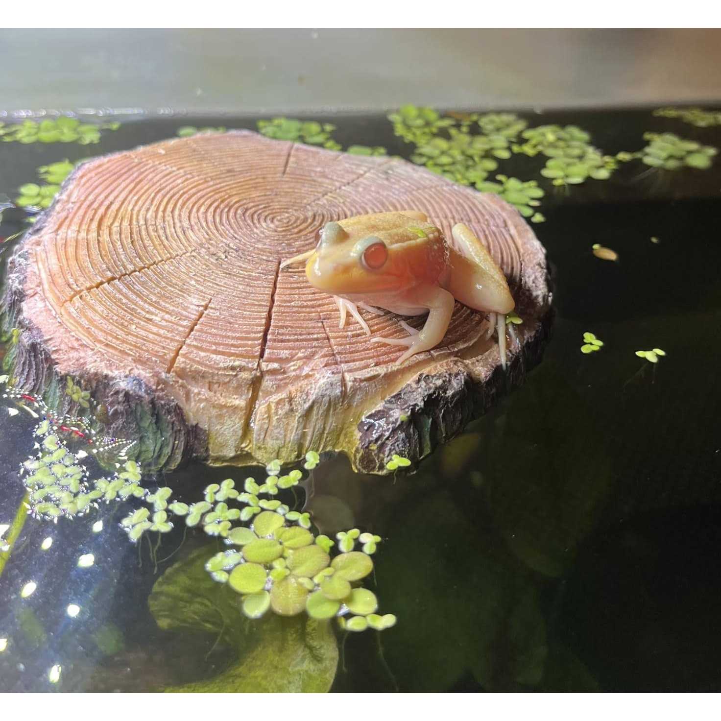 Alternative view of AQUA KT Aquatic Turtle Round Floating Dock Tortoise Bearded Dragon Basking Platform with Suction cup for Reptile Aquatic Aquarium Decoration