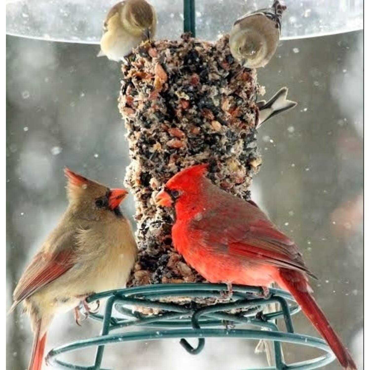 Alternative view of Mr. Bird Woodpecker Feast Cylinder