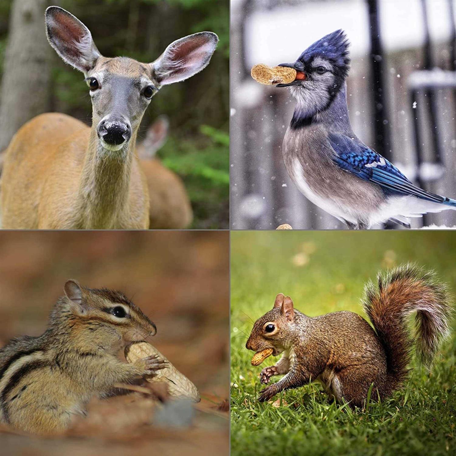 Alternative view of Wildlife Elements Peanut Party In-Shell Peanuts For Birds