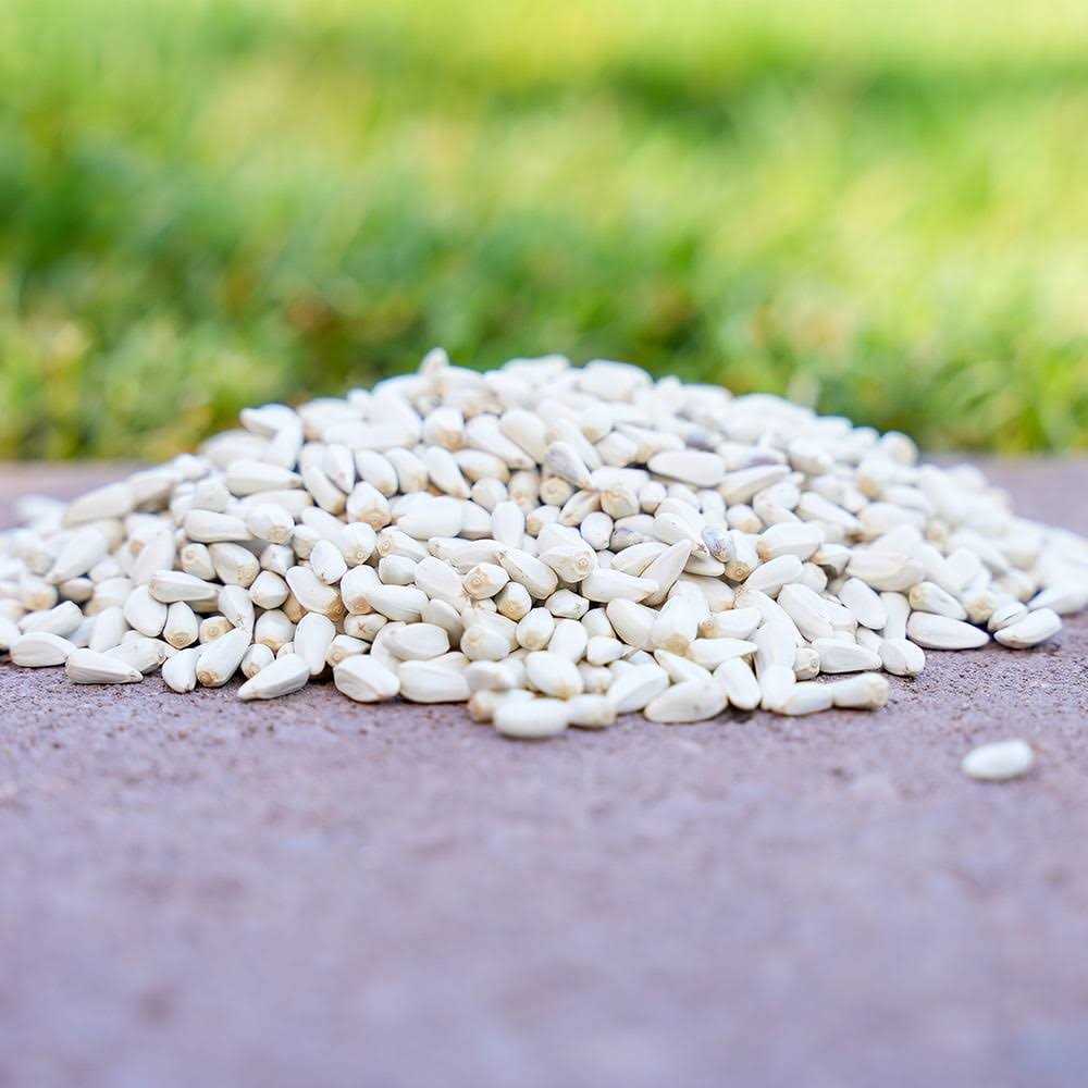 Alternative view of Desert Valley Supply Desert Valley Premium Safflower Seeds Wild Bird Food