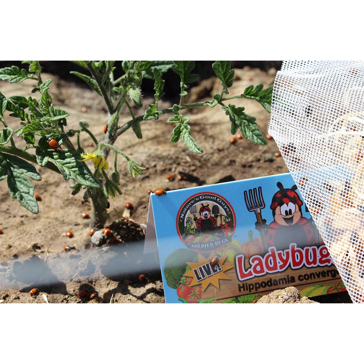 Alternative view of 300 Live Ladybugs Good Bugs