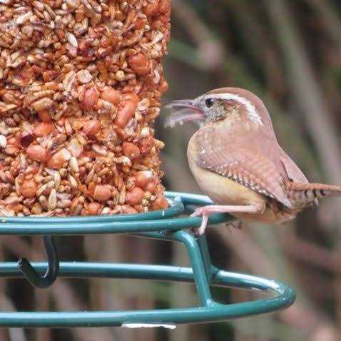 Alternative view of Mr. Bird Flaming Hot Feast Seed Cylinder