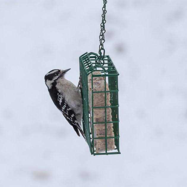 Alternative view of C & S High Energy Suet