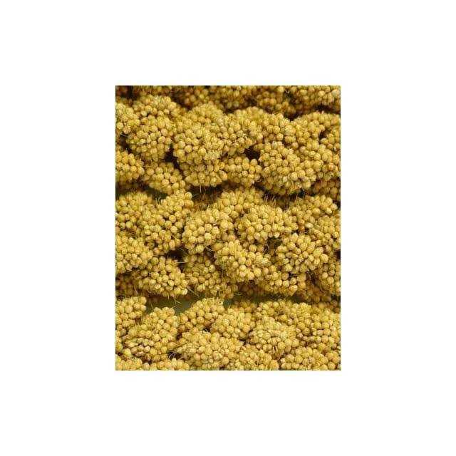 Alternative view of Higgins Spray Millet
