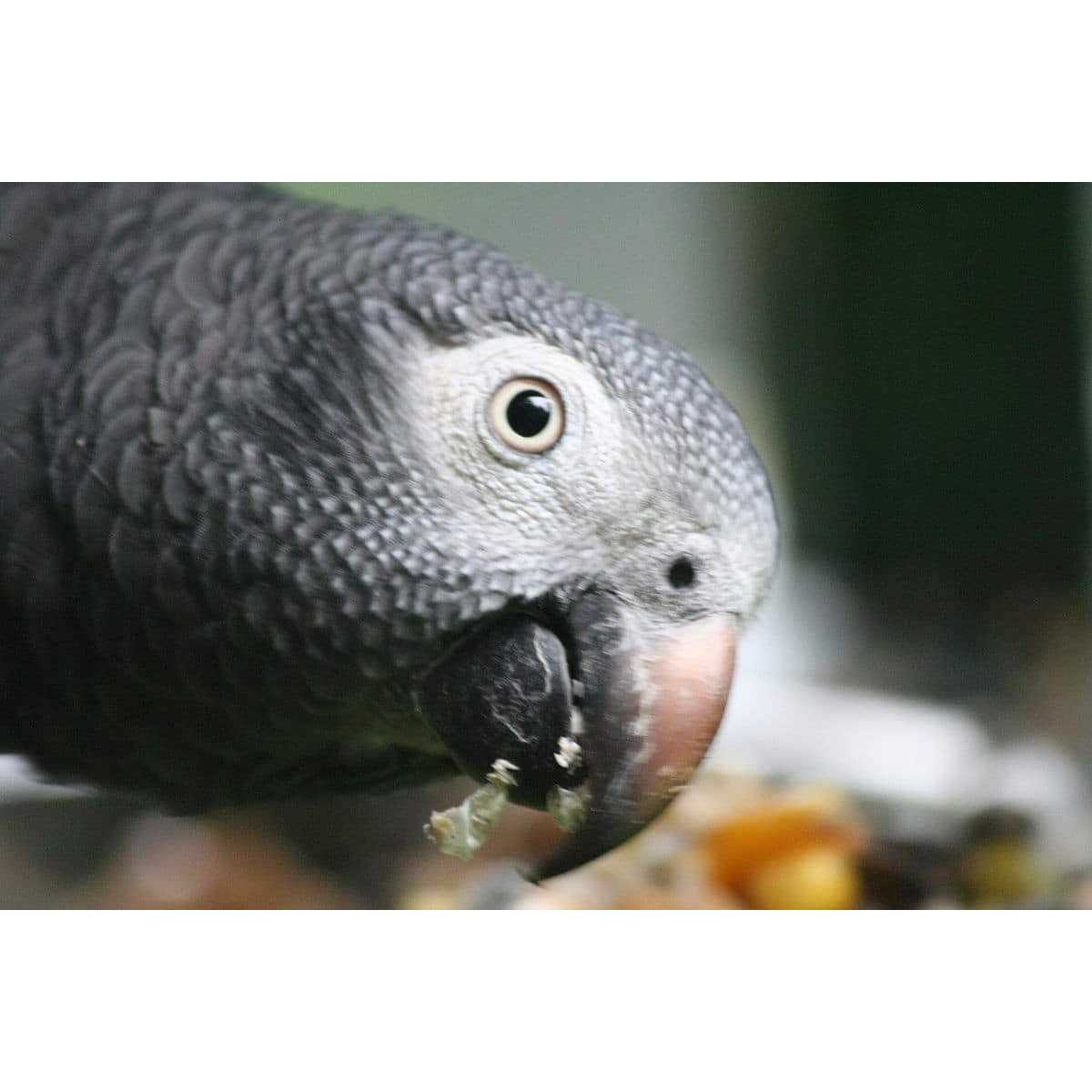 Alternative view of Bird Street Bistro Parrot Food Sample Pack