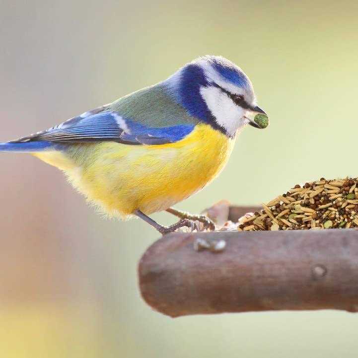 Alternative view of Wild Harvest Healthy Benefits Sprout Blend Bird Treats