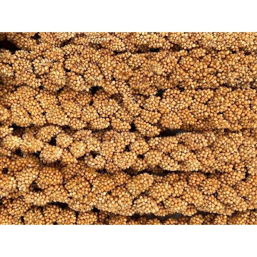 Alternative view of Higgins Spray Millet