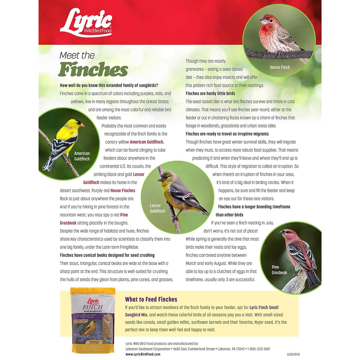 Alternative view of Lyric Finch Small Songbird Wild Bird Food