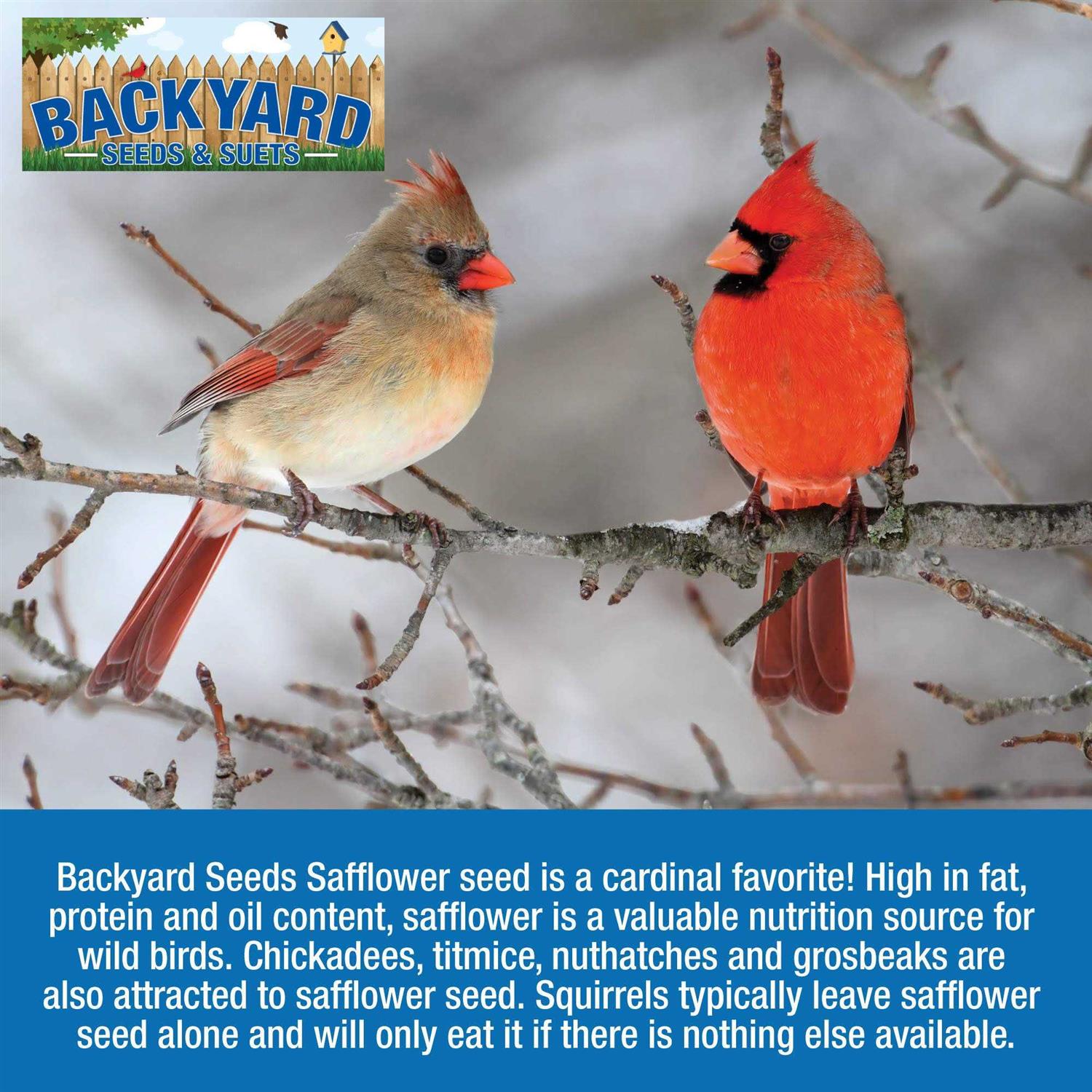 Alternative view of CountryMax Backyard Seeds Safflower Bird Seed for Cardinals