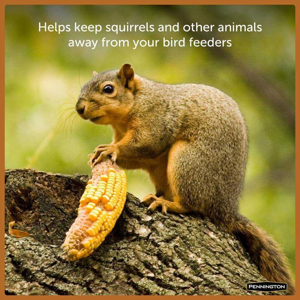 Alternative view of 6.5 Lbs. Squirrels Ear Corn Cobs