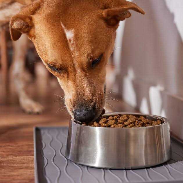 Alternative view of Wholesomes Sensitive Skin & Stomach Large Breed Salmon Dry Dog Food