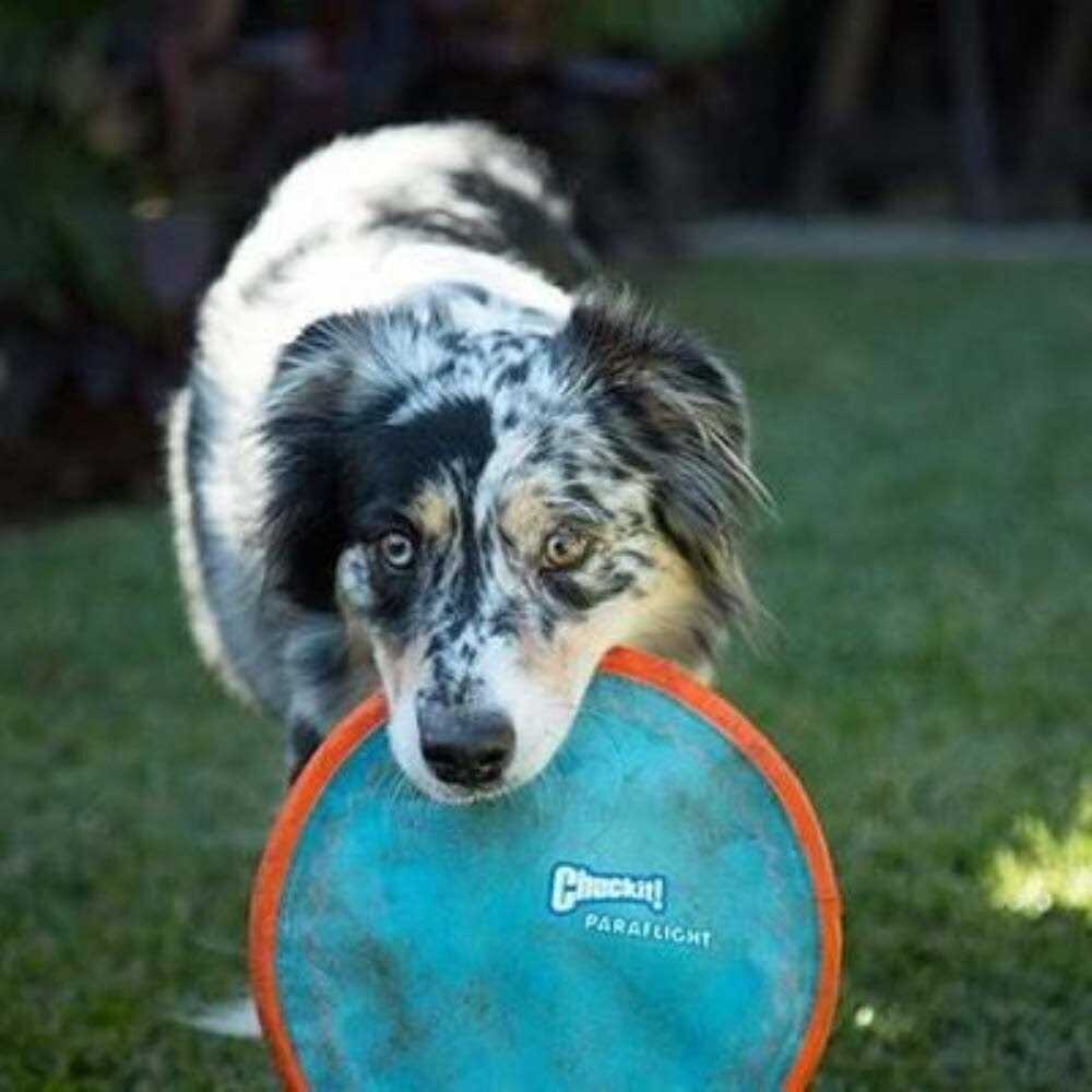 Alternative view of Chuckit! Dog Toy Paraflight