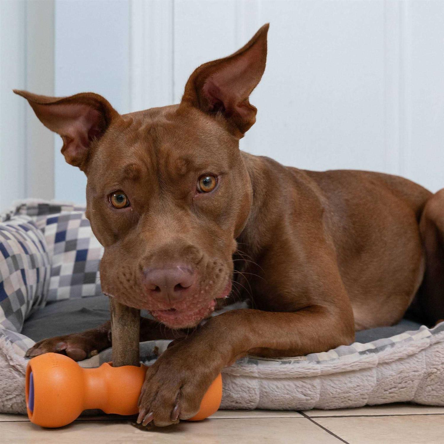 Alternative view of Bow Wow Labs Bully Buddy