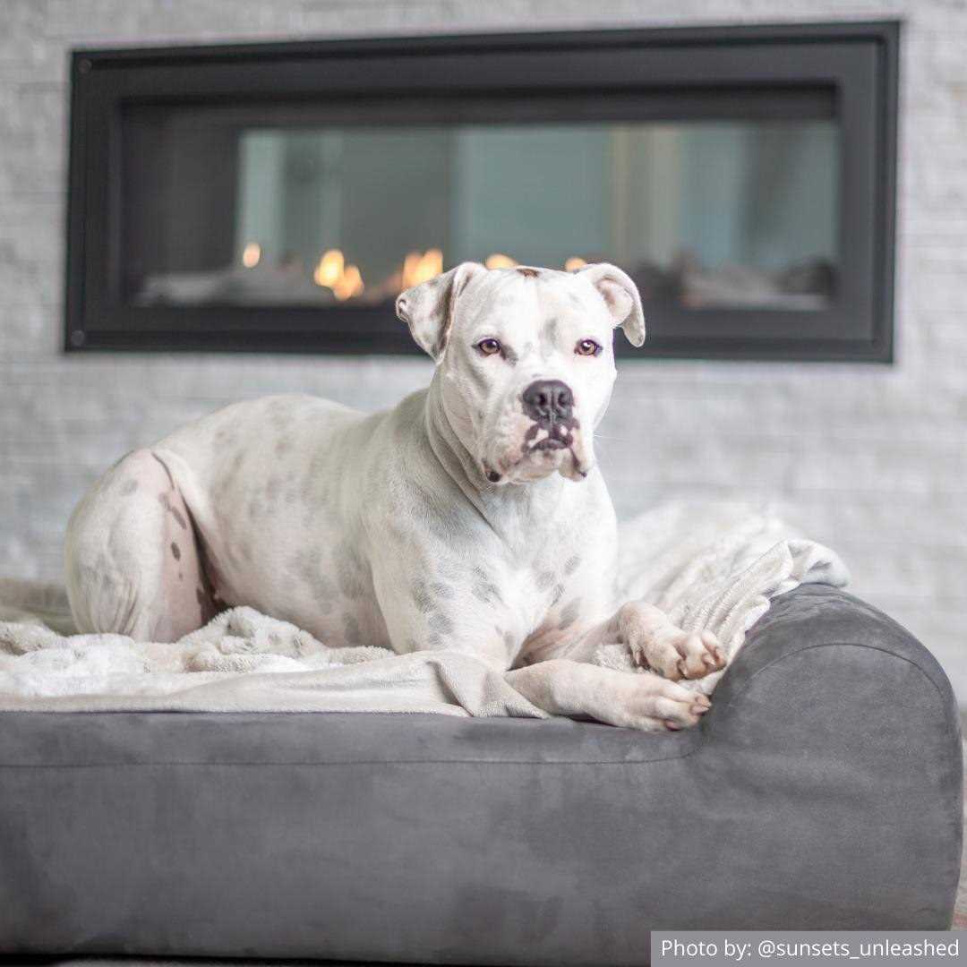 Alternative view of Big Barker Headrest Pillow Top Orthopedic Dog Bed