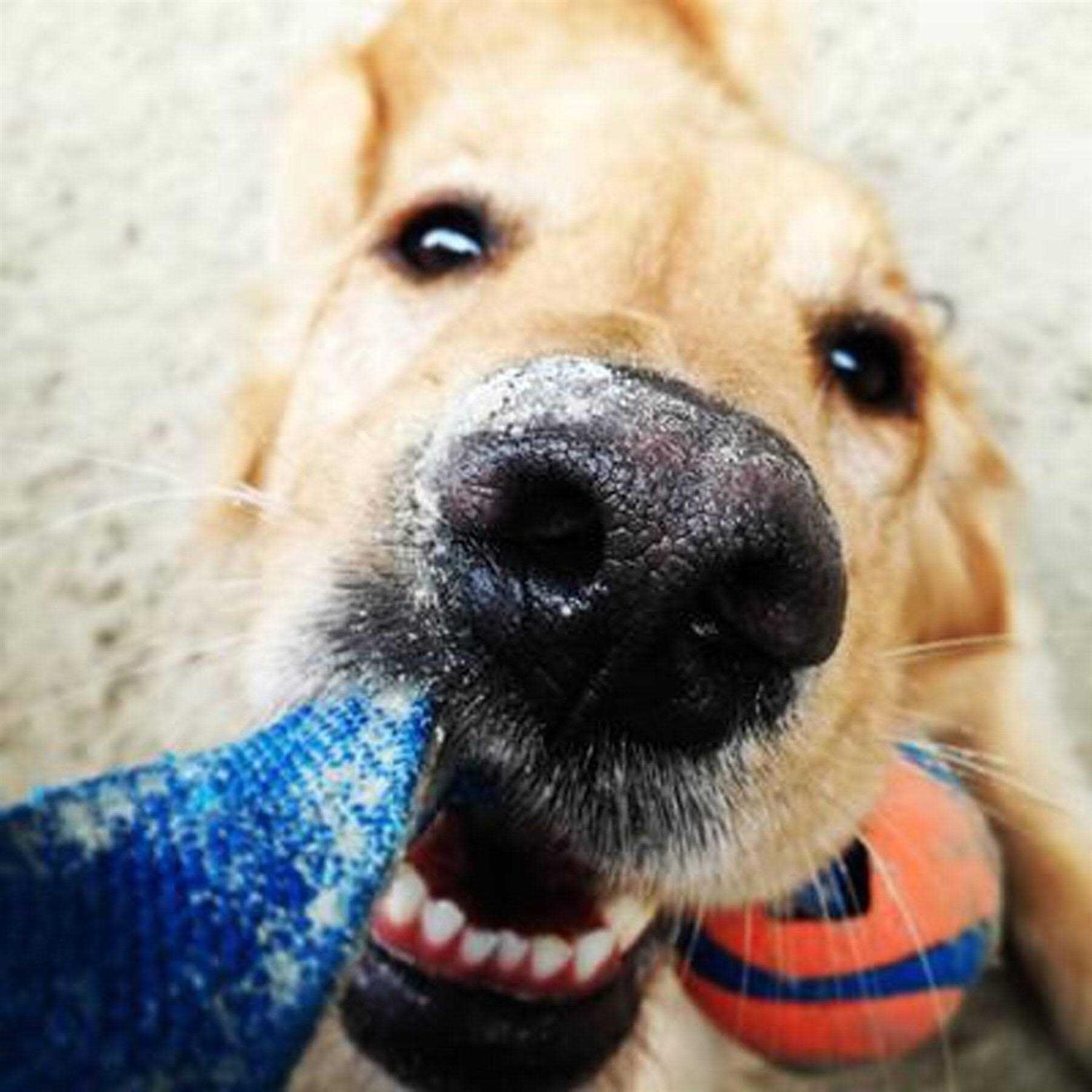 Alternative view of Chuckit! Ultra Duo Dog Tug Toy