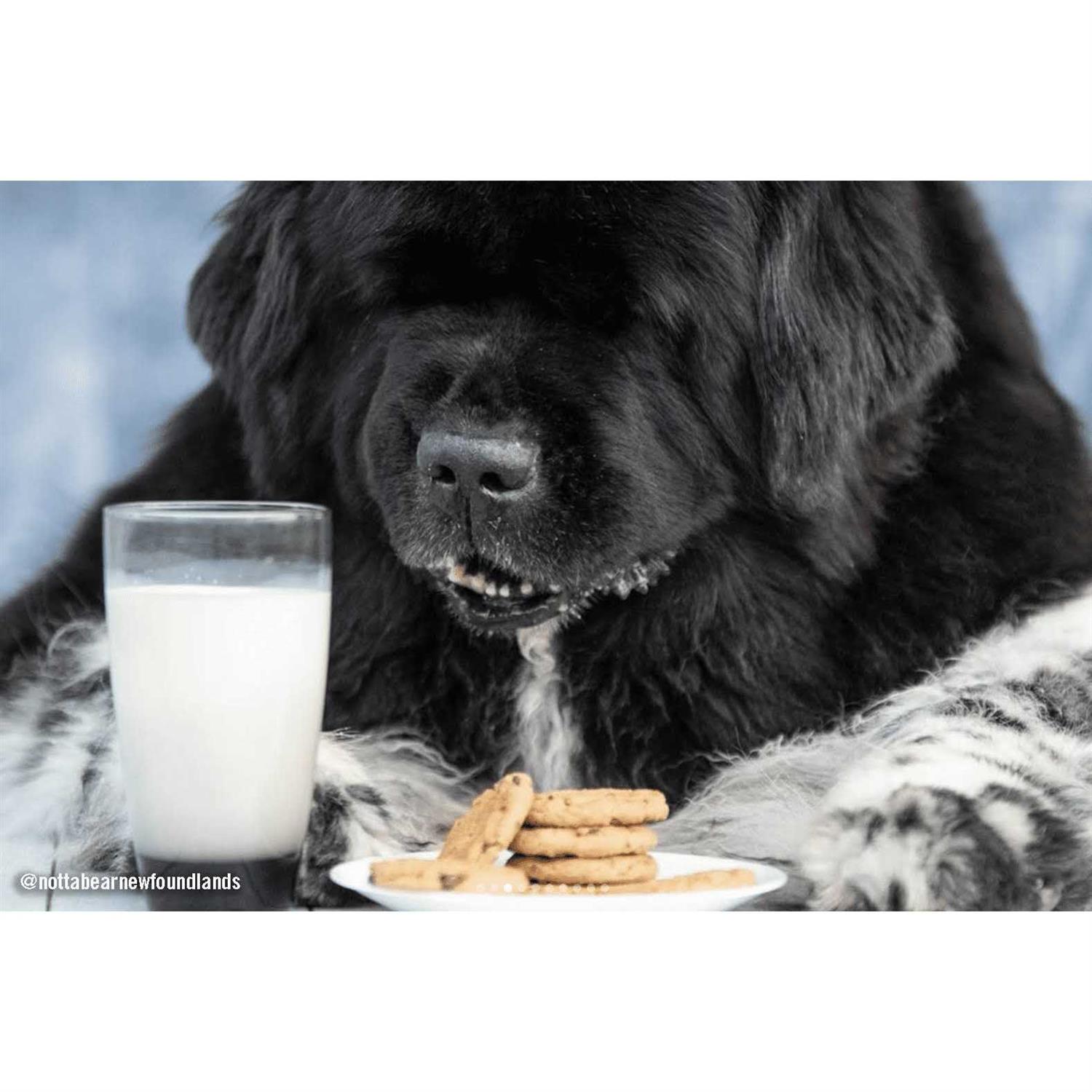 Alternative view of Three Dog Bakery Cookies Dog Treats with Carob Flavored Chips