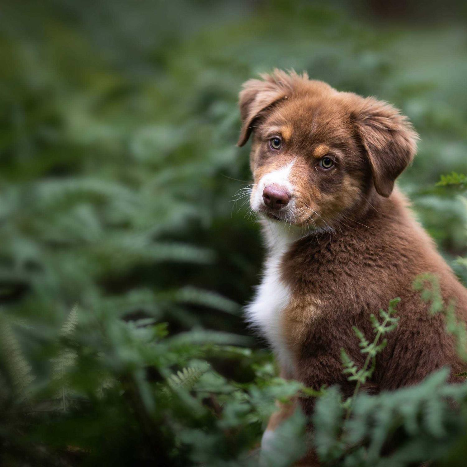 Alternative view of Blue Buffalo Wilderness Rocky Mountain Recipe High Protein Puppy Dry Dog Food