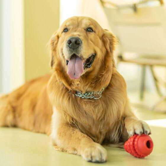 Alternative view of Vibrant Life Treat Buddy Dog Toy