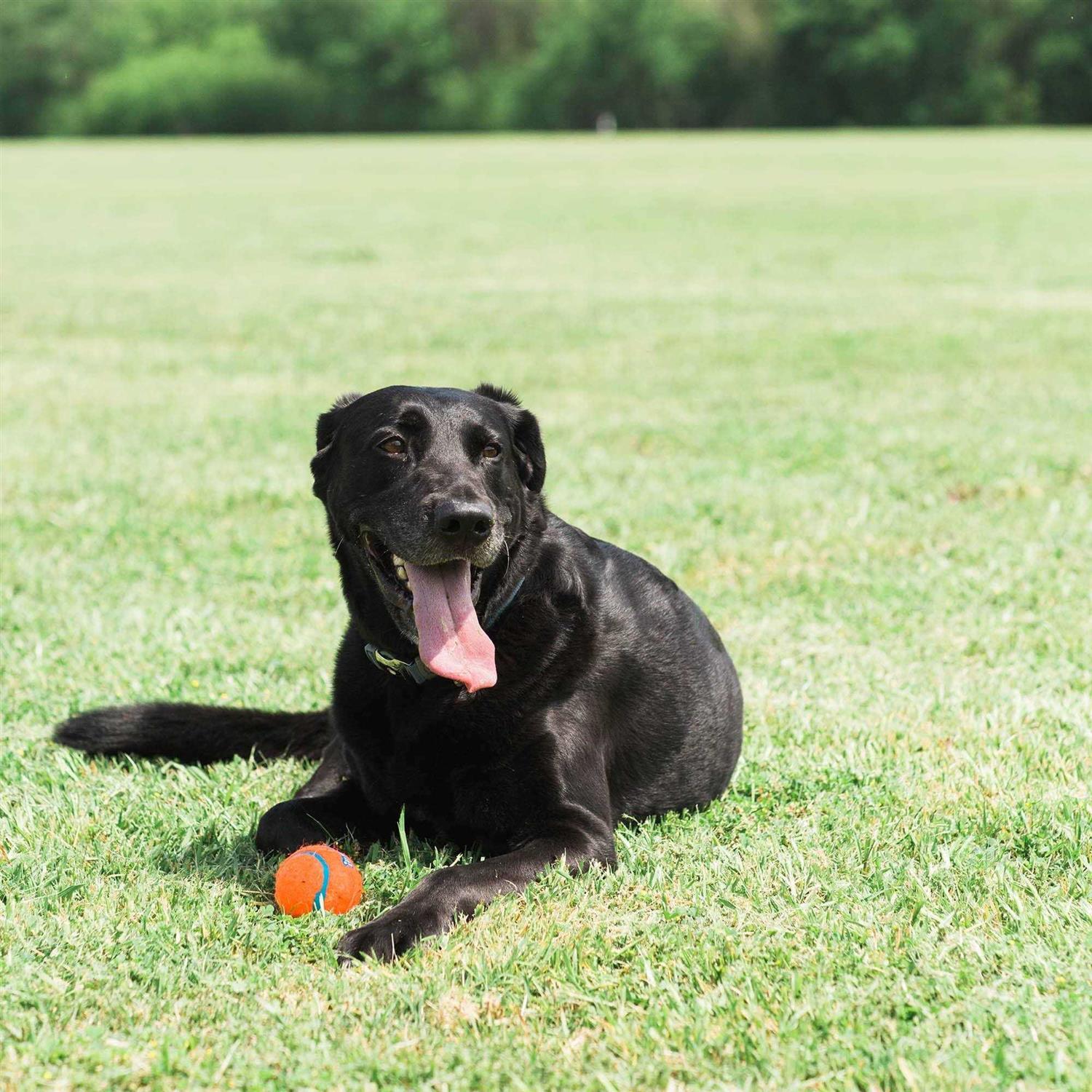 Alternative view of Chuckit! Tennis Ball