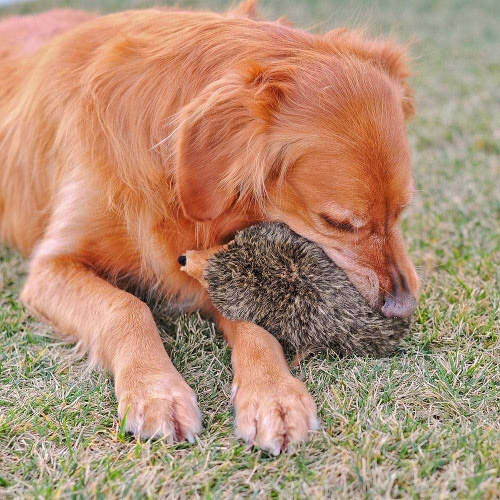 Alternative view of ZippyPaws Hedgehog Dog Toy