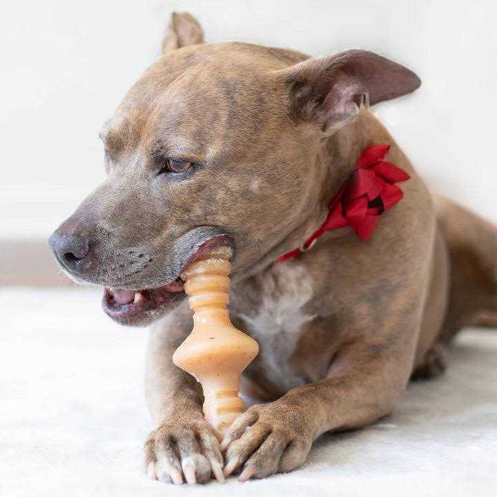Alternative view of Benebone Chicken Zaggler Dog Chew Toy