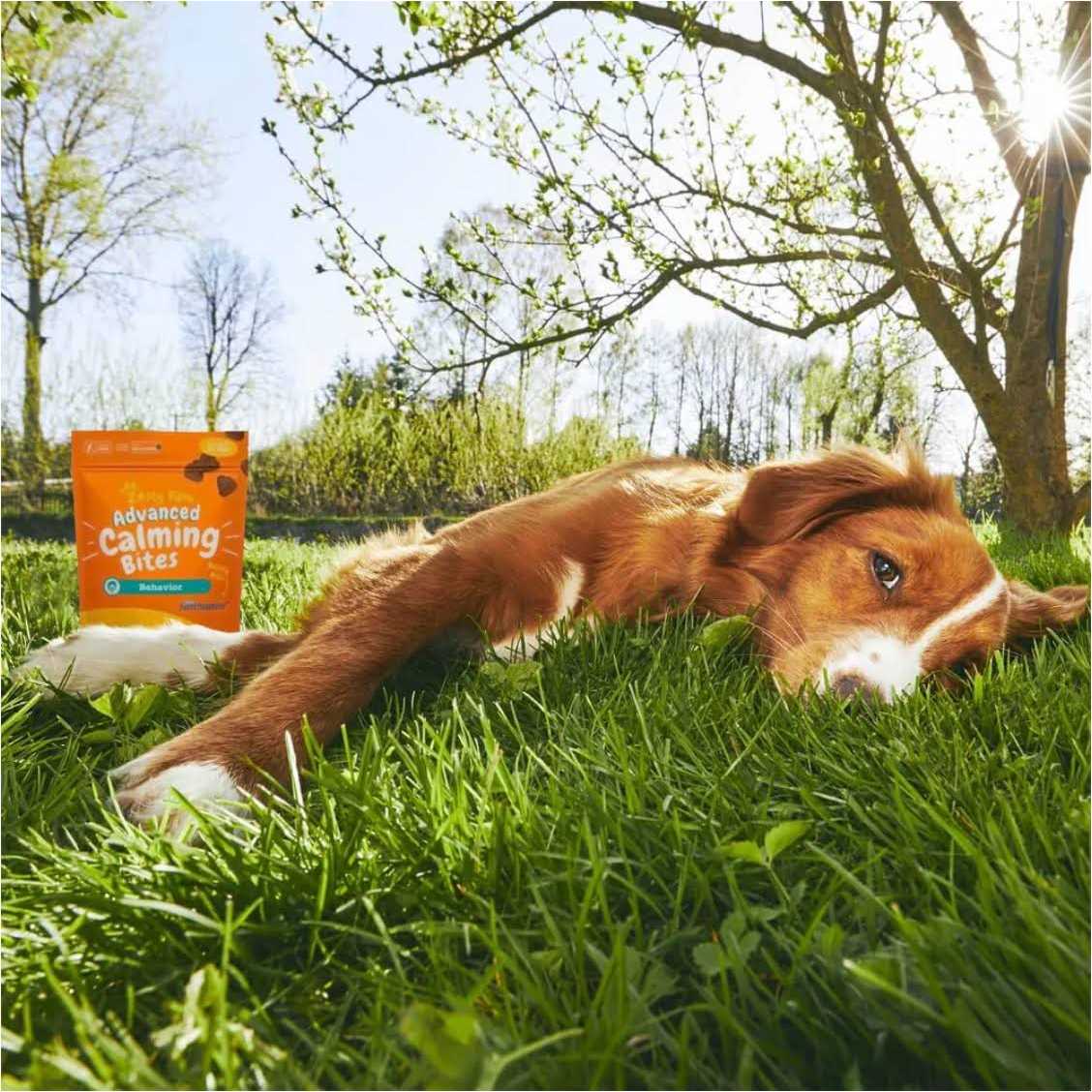 Alternative view of Zesty Paws Advanced Behavior Calming Bites for Dogs