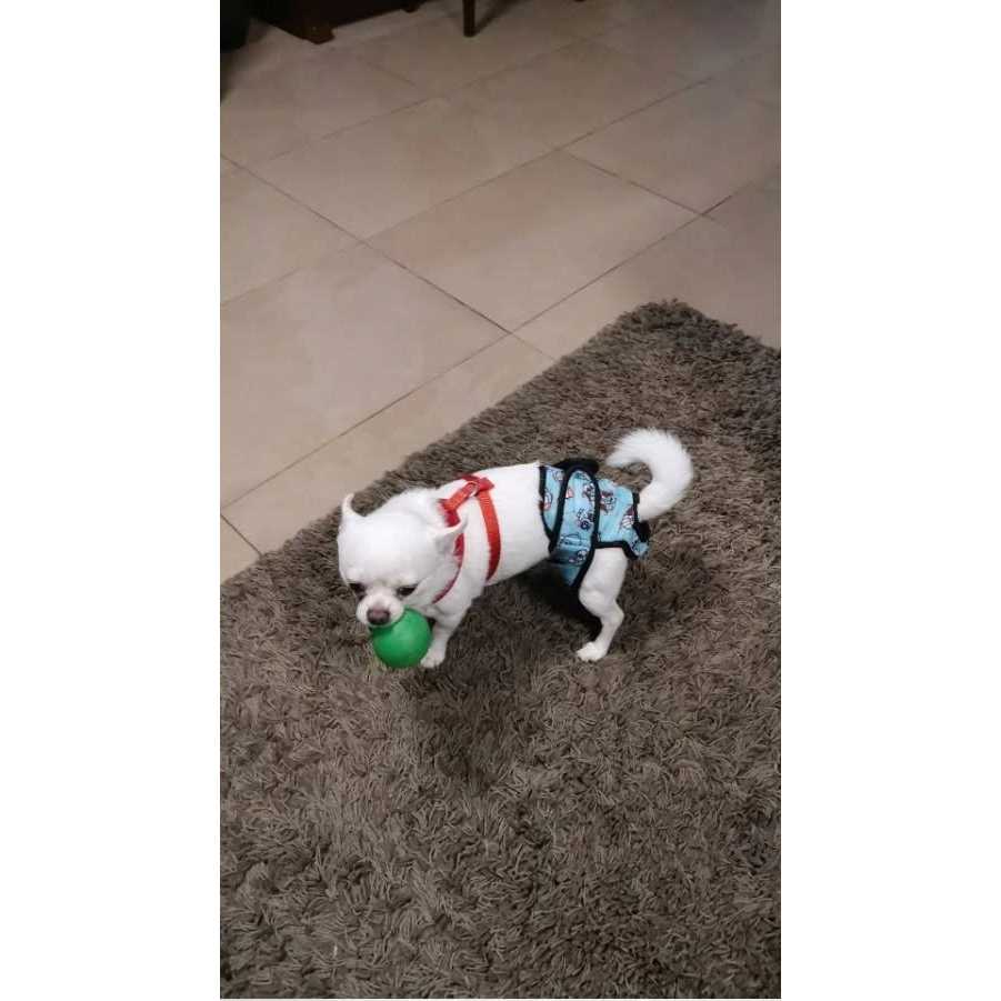 Alternative view of Alfie Pet Washable Female Dog Diaper