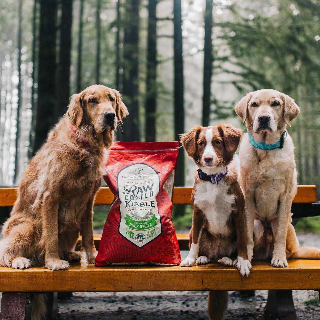 Alternative view of Stella & Chewy's Cage-Free Duck Raw Coated Kibble Dog Food