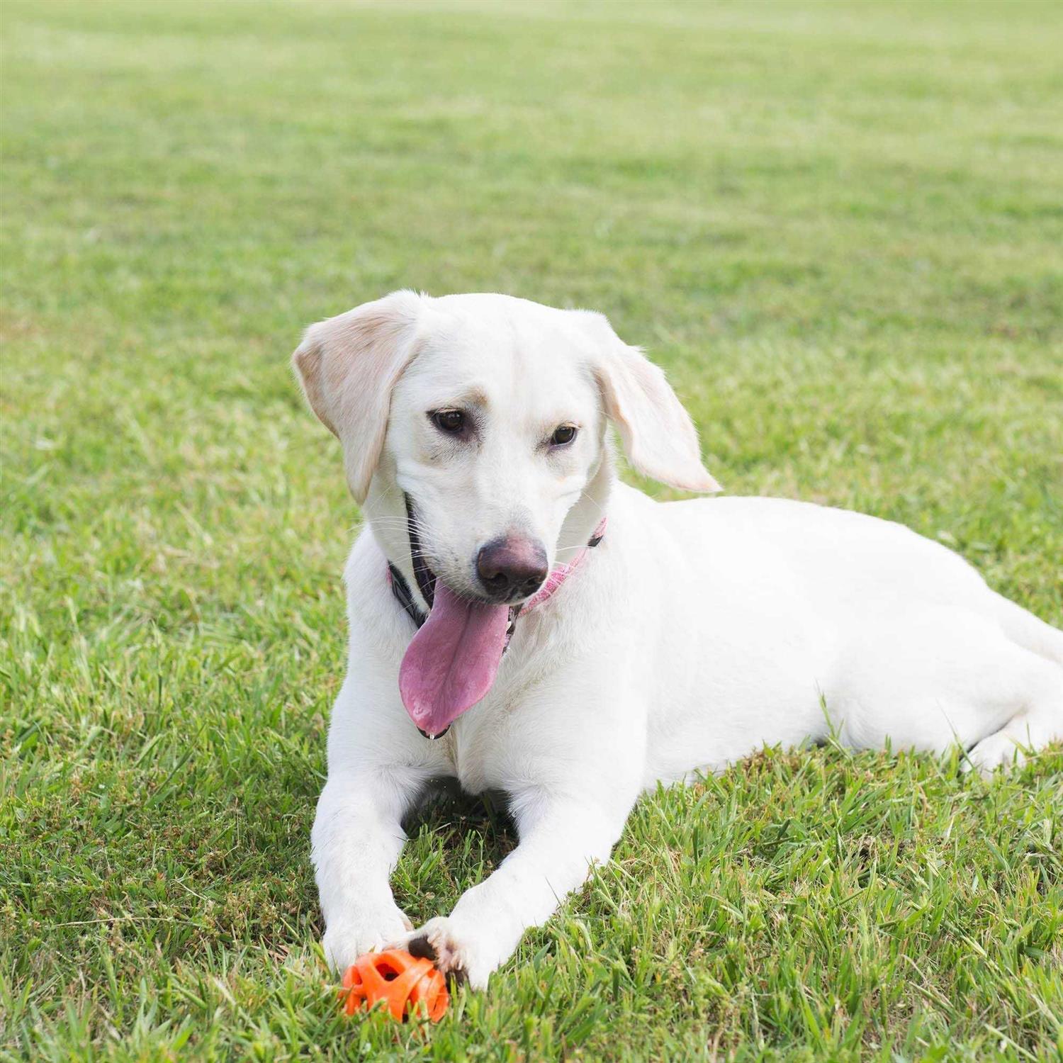 Alternative view of Chuckit! Breathe Right Fetch Ball